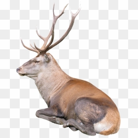 51 Deer Png Images With Transparent Background - Transparent Background Reindeer Png, Png Download - deer png