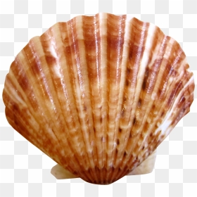 Sea Ocean Shell - Sea Shell Png, Transparent Png - ocean png