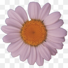 File - Daisy - Daisy Png, Transparent Png - daisy png