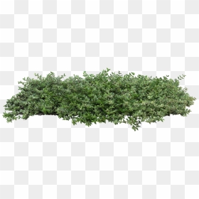 Bushes Plant Populus Nigra Tree Architecture Shrub - Transparent Background Bushes Png, Png Download - shrub png