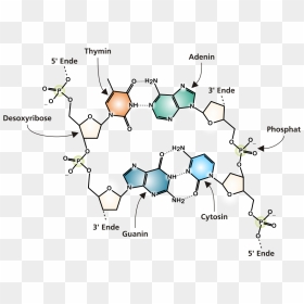 Dna Chemical Structure Cropped - Dna Structure Dna Molecule Diagram, HD Png Download - dna png