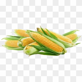 Corn Png Photo - Bhutta Meaning In English, Transparent Png - corn png