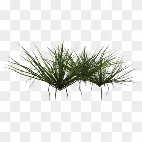 Grass Shrub Png, Transparent Png - shrub png