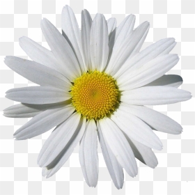Transparent Daisy Png - Transparent Background Daisies Clip Art, Png Download - daisy png