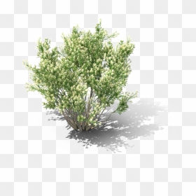 Shrub Png Download Image - Baccharis Pilularis Png, Transparent Png - shrub png