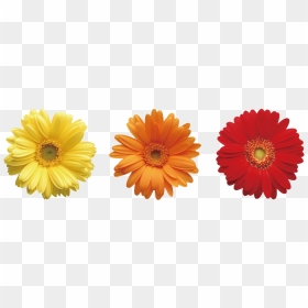 Daisies Png Pic - Flowers And Leaves Of Different Colors, Transparent Png - daisy png
