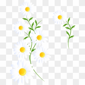 Transparent White Daisies Decoration - White Daisies Clipart, HD Png Download - daisy png