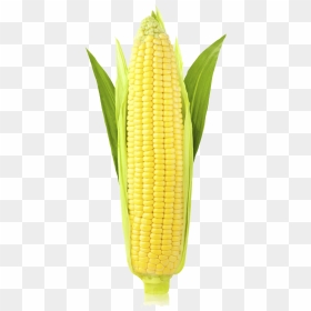 Corn Png Image - Corn On The Cob Vertical, Transparent Png - corn png