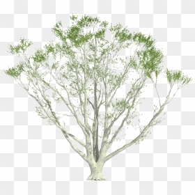 Cutout Plant Shrub Shrubs, Perspective, Arch, Photoshop, - Shrub, HD Png Download - shrub png