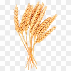 Wheat Png Image - Wheat Clipart Transparent Background, Png Download - wheat png