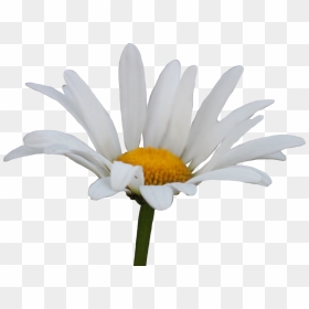 Shasta Daisy Png By Thy - Transparent Background Transparent Daisy, Png Download - daisy png