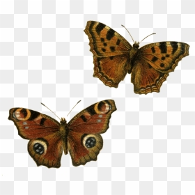 Brown Butterflies Clip Arts - Brown Butterfly Png, Transparent Png - butterflies png