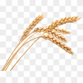 Wheat Spikes - Transparent Background Wheat Png, Png Download - wheat png