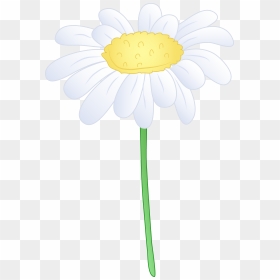 Single White Daisy Flower Hd Photo Clipart - White Single Daisy Flower, HD Png Download - daisy png