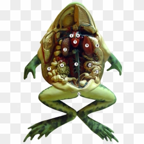 Frog Anatomy Tags, HD Png Download - frog png