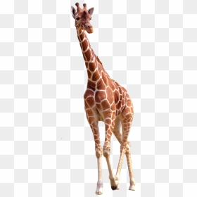 Giraffe Png Image Free Download Searchpng - Lahore Zoo, Transparent Png - giraffe png