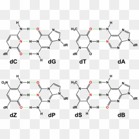 Hachimoji Dna Base Pairs - Hachimoji Dna, HD Png Download - dna png