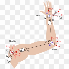 Human Arm Kinematic Model, HD Png Download - arm png