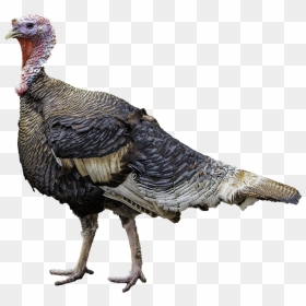 Pavo Png 7 » Png Image - Turkey Transparent Background, Png Download - vilakku png