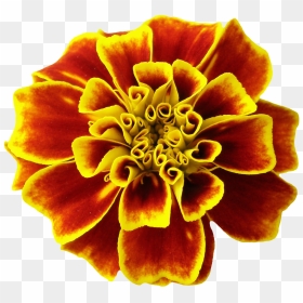 Marigolds Transparent Background, HD Png Download - summer png