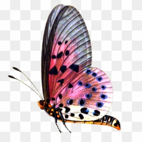 Pic Butterflies Png Image - Butterfly Png For Picsart, Transparent Png - butterflies png