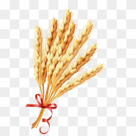 Transparent Wheat, HD Png Download - wheat png