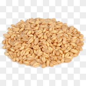 Wheat - Lokwan Wheat, HD Png Download - wheat png