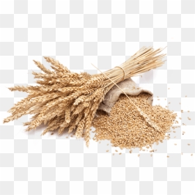 Wheat Png Free Download - Transparent Background Wheat Png, Png Download - wheat png