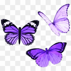 #png #purple #butterfly #aesthetic #moodboard #niche - Butterfly Png, Transparent Png - butterflies png