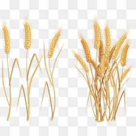 Wheat Plant Png, Transparent Png - wheat png