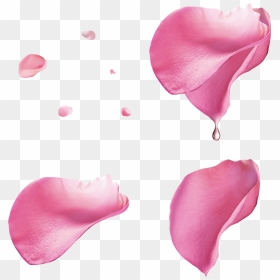 Pink Rose Petal Floating Material - Pink Rose Petals Png, Transparent Png - rose petals png