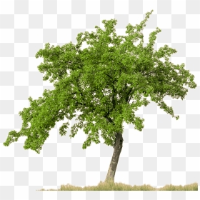 Shrub Bushes Clipart Narra - Old Apple Tree Png, Transparent Png - shrub png