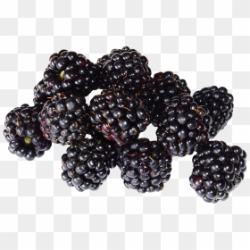 Blackberry Fruit Png Image - Blackberry Fruit Png, Transparent Png - fruit png