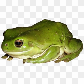 Frog Png Clipart - Green Tree Frog Png, Transparent Png - frog png