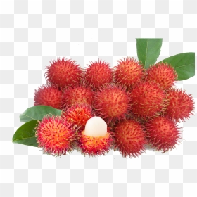 Rambutan Fruit Price In India Clipart , Png Download - Clipart Image Of Rambutan, Transparent Png - fruit png