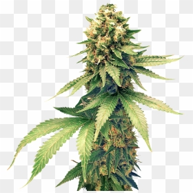 Cannabis Png Images Free Download - Cannabis Png, Transparent Png - marijuana leaf png