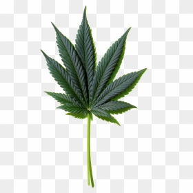 Weed Leaf Png - Houseplant, Transparent Png - weed leaf png