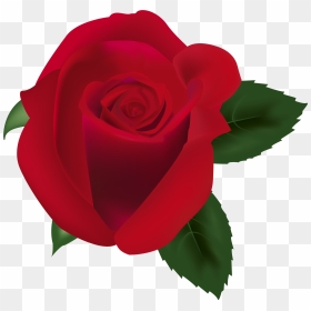 Red Rose Png Clipart Image - Portable Network Graphics, Transparent Png - red rose png