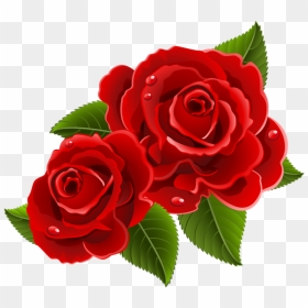 Rose Png - Beautiful Rose Photo Download, Transparent Png - png flowers