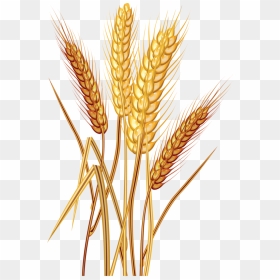 Wheat Png Free Images - Wheat Clipart, Transparent Png - wheat png