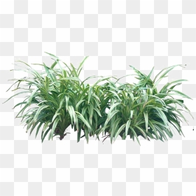 Shrub Png Transparent Image - Plants Png, Png Download - bushes png