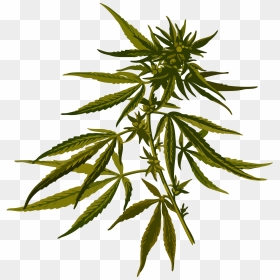 Cannabis Clip Arts - Marijuana Plants Clip Art, HD Png Download - marijuana leaf png