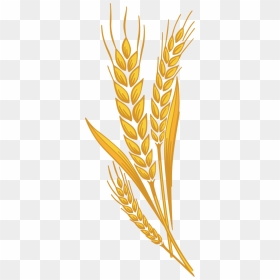 Svg Freeuse Library Barley Vector Spike Wheat - Wheat Clipart, HD Png Download - wheat png