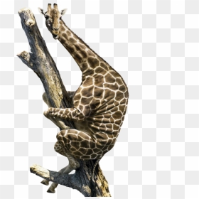 Giraffe Climbing Up A Tree - Funny Scared Of Snakes, HD Png Download - giraffe png