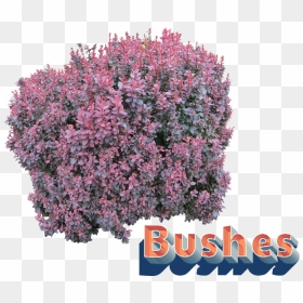 Bushes Png Clipart - Transparent Flower Bush Png, Png Download - bushes png