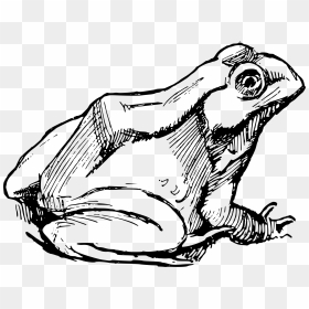 Simple Frog Clip Arts - Frog Drawing Png, Transparent Png - vhv