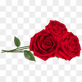 Three Red Roses Png Clipart Image - Valentine Roses Png, Transparent Png - red rose png
