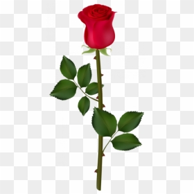 Rose Flower With Thorns, HD Png Download - red rose png