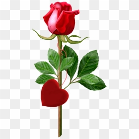 Valentine Red Rose Png Pictures And Clipart - Beautiful Single Red Roses, Transparent Png - red rose png