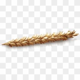 Grain Wheat Png - Einkorn Wheat, Transparent Png - wheat png